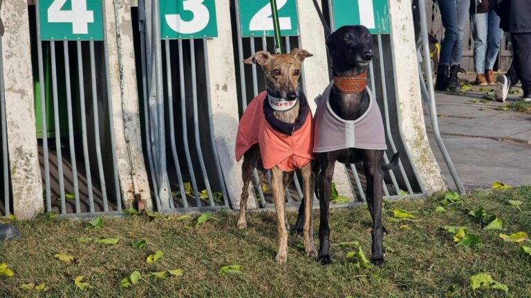 Austrian Mastership – ARH Marchegg 2025.10.19